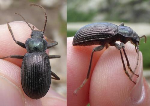 Euboeus superbus